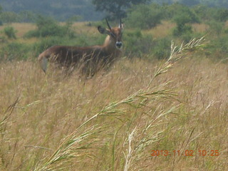 80 8f2. Uganda - drive to Murcheson Falls National Park - antelope