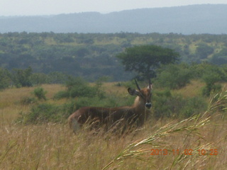 81 8f2. Uganda - drive to Murcheson Falls National Park - antelope
