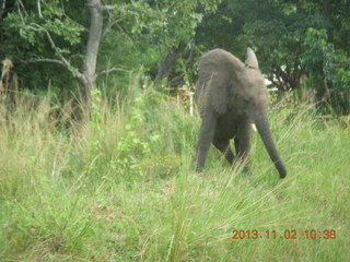86 8f2. Uganda - drive to Murcheson Falls National Park - elephant