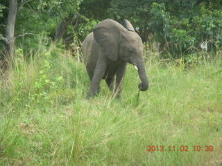 87 8f2. Uganda - drive to Murcheson Falls National Park - elephant