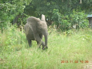 88 8f2. Uganda - drive to Murcheson Falls National Park - elephant