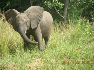 89 8f2. Uganda - drive to Murcheson Falls National Park - angry? charging elephant