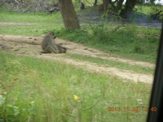 93 8f2. Uganda - Murcheson Falls National Park - baboon