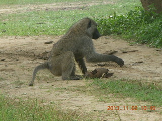 94 8f2. Uganda - Murcheson Falls National Park - baboon