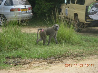 97 8f2. Uganda - Murcheson Falls National Park - baboon