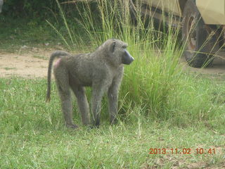 98 8f2. Uganda - Murcheson Falls National Park - baboon
