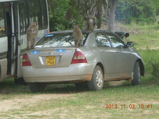 99 8f2. Uganda - Murcheson Falls National Park - baboons on car