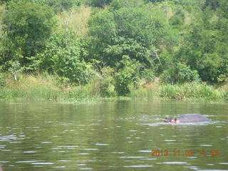 131 8f2. Uganda - Murcheson Falls National Park boat ride - hippopotamoi