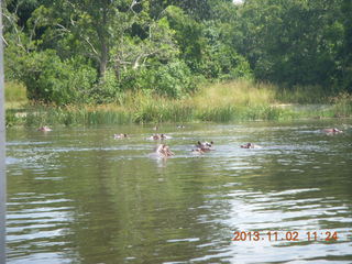 132 8f2. Uganda - Murcheson Falls National Park boat ride - hippopotamoi