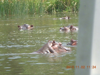 133 8f2. Uganda - Murcheson Falls National Park boat ride - hippos