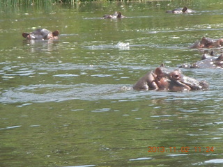 Uganda - Murcheson Falls National Park boat ride hippos