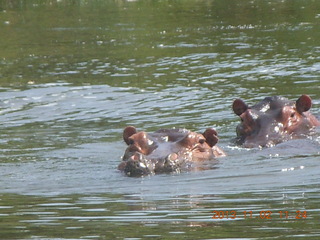 135 8f2. Uganda - Murcheson Falls National Park boat ride - hippos