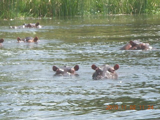 136 8f2. Uganda - Murcheson Falls National Park boat ride - hippos