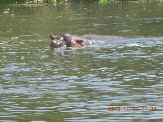 137 8f2. Uganda - Murcheson Falls National Park boat ride - hippopotamus