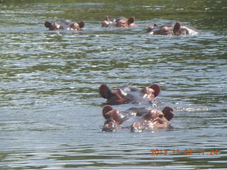 138 8f2. Uganda - Murcheson Falls National Park boat ride - hippos