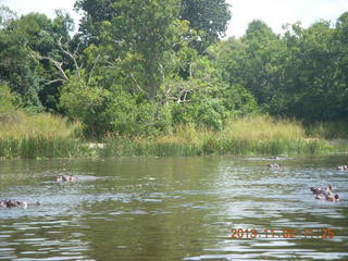 139 8f2. Uganda - Murcheson Falls National Park boat ride - hippos