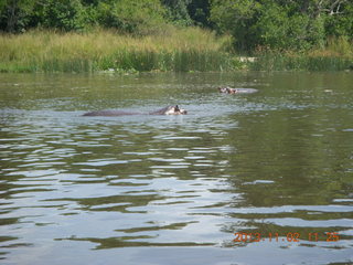 140 8f2. Uganda - Murcheson Falls National Park boat ride - hippos