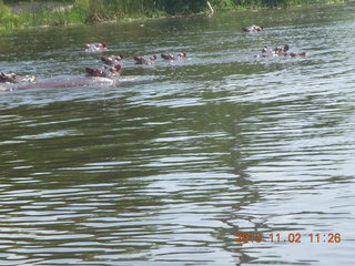 141 8f2. Uganda - Murcheson Falls National Park boat ride - hippos