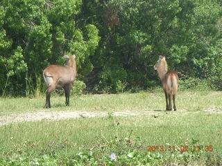 144 8f2. Uganda - Murcheson Falls National Park boat ride - antelopes