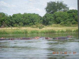 145 8f2. Uganda - Murcheson Falls National Park boat ride - hippos