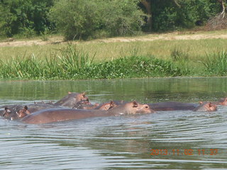 146 8f2. Uganda - Murcheson Falls National Park boat ride - hippos