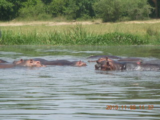 147 8f2. Uganda - Murcheson Falls National Park boat ride - hippos