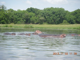 148 8f2. Uganda - Murcheson Falls National Park boat ride - hippos