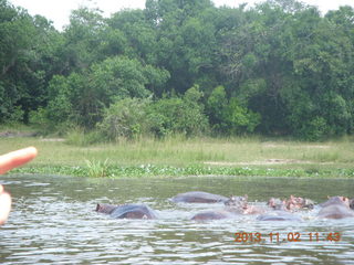 149 8f2. Uganda - Murcheson Falls National Park boat ride - hippos