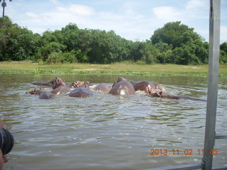 150 8f2. Uganda - Murcheson Falls National Park boat ride - hippos