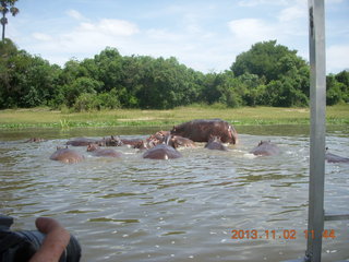 151 8f2. Uganda - Murcheson Falls National Park boat ride - hippos
