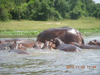 152 8f2. Uganda - Murcheson Falls National Park boat ride - hippos