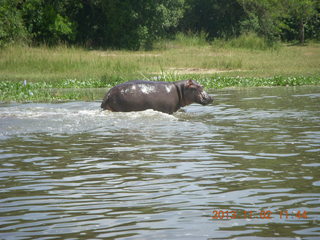 153 8f2. Uganda - Murcheson Falls National Park boat ride - hippopotamus out of water