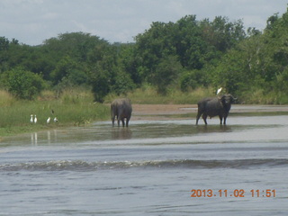 157 8f2. Uganda - Murcheson Falls National Park boat ride - water buffalo