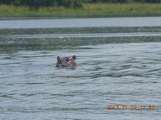 Uganda - Murcheson Falls National Park boat ride - hippo