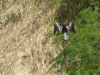 160 8f2. Uganda - Murcheson Falls National Park boat ride - bird