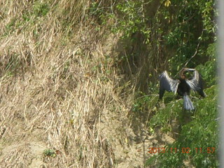 161 8f2. Uganda - Murcheson Falls National Park boat ride - bird