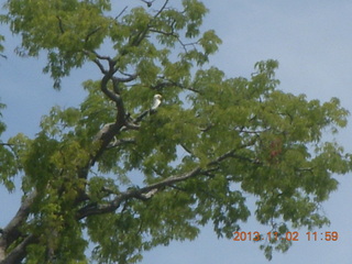 164 8f2. Uganda - Murcheson Falls National Park boat ride - bee killer bird in tree