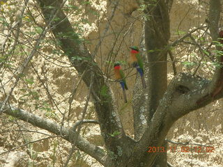 170 8f2. Uganda - Murcheson Falls National Park boat ride - bird in tree