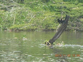Uganda - Murcheson Falls National Park boat ride - bird