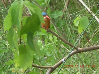 183 8f2. Uganda - Murcheson Falls National Park boat ride - bird in tree