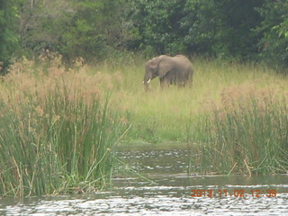 191 8f2. Uganda - Murcheson Falls National Park boat ride - elephant