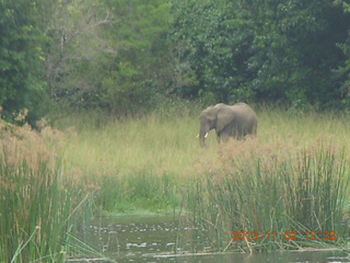 192 8f2. Uganda - Murcheson Falls National Park boat ride - elephant