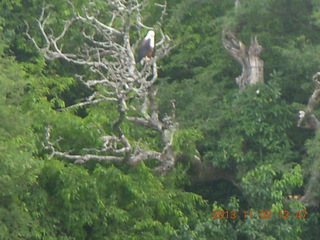 195 8f2. Uganda - Murcheson Falls National Park boat ride - eagle in tree
