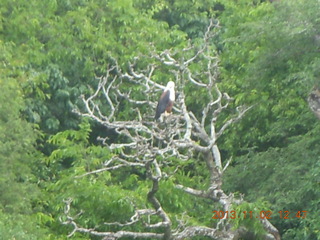 Uganda - Murcheson Falls National Park boat ride - eagle in tree