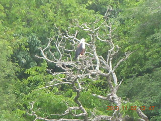 197 8f2. Uganda - Murcheson Falls National Park boat ride - eagle in tree