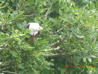237 8f2. Uganda - Murcheson Falls National Park boat ride - eagle