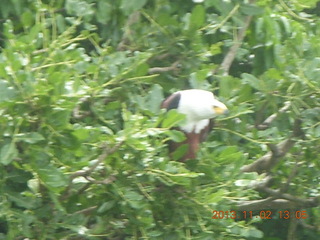238 8f2. Uganda - Murcheson Falls National Park boat ride - eagle