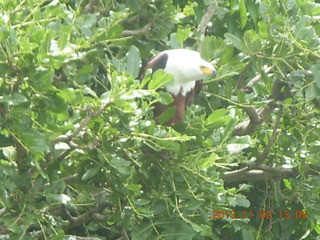 239 8f2. Uganda - Murcheson Falls National Park boat ride - eagle