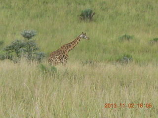 280 8f2. Uganda - bus ride back to Chobe Safari Resort - giraffe