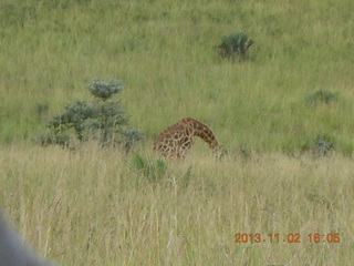 281 8f2. Uganda - bus ride back to Chobe Safari Resort - giraffe